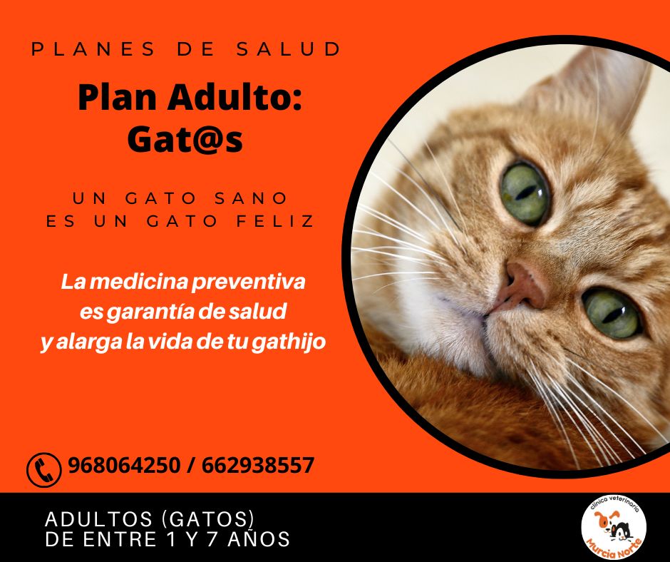 plan salud gato, planes de salud, medicina preventiva veterinaria, plan salud murcia